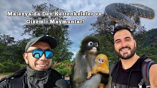 Malezya’da ŞOK EDEN Karşılaşma! Dev Kertenkeleler ve Garip Maymunlar 