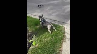 The Battle of George G French Bulldog vs. Magpie