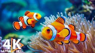 The Best 4K Aquarium  Beautiful Tropical Fish, Colorful Coral | Soothing Music for Sleep #1