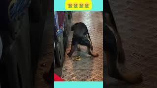 funny #funny #funnyvideo #funnyshorts #shortsvideo #shorts007#funnyvideo