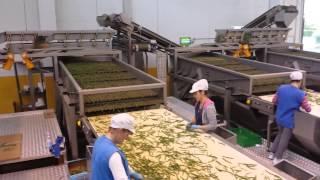 Green bean processing cleaning line | Sweere