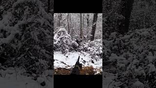 охота на кабана Выдающийся снимок на снегу #wildboar #cinghiale #wildhunting #chasse