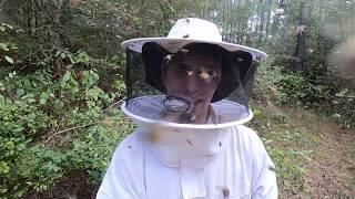 Africanized Killer Bee Removal and Honey Harvest