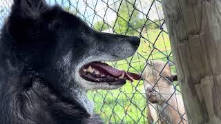 Luna the wolfdog meets @GoatVibesWithRj