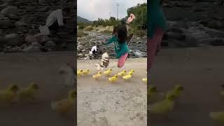 Ozzy Shih Tzu: Dog & Sister Rush Duck: Double the Fun!  #youtubeshorts #entrepreneur #streetdog