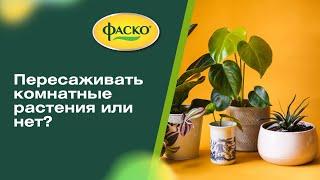 Пересаживать или не пересаживать комнатные?!