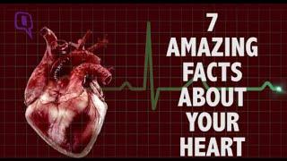 7 Amazing Facts About Your Heart | Quint Fit