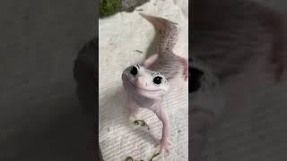 ЧТО ДЕЛАЕТ ЭТА МАЛЕНЬКАЯ ЯЩЕРИЦА? Why is this gecko always so comical and cartoonish Enzo!