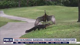 Sandhill crane fends off alligator