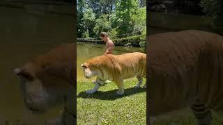 Beautiful Golden Bengal tiger