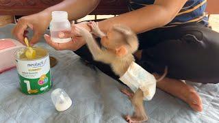 Baby Monkey Mato Can't Calmly Sit Wait Mom Until Finish Mixing  Milk