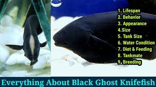 Everything About Black Ghost Knife Fish