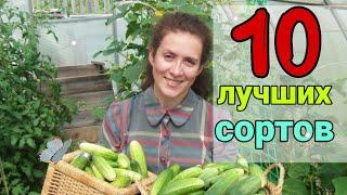 Лучшие сорта огурцов для теплицы и открытого грунта