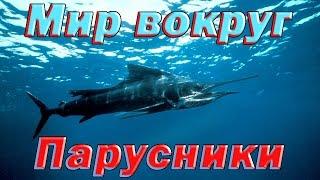 Парусники. Самые опасные животные.  Морской мир HDTVRip720p