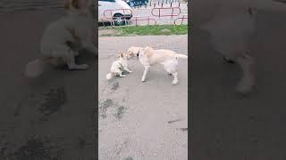 Labrador wants to play with cute dog #shorts30 #shorts