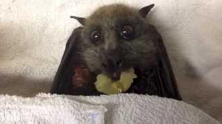 Flying-Fox (bat) eats grapes:  this is Sully