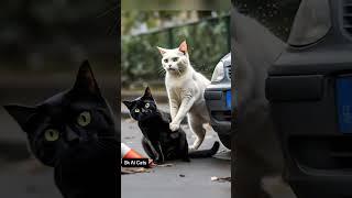 Black Cat Accident| #cutecats #catslover #catstory #kitten #meow #ai