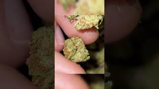 Bay Smokes Cherry  Chem review ️  