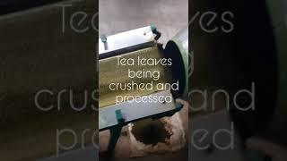 Making of tea powder at Ooty Tea Factory #shorts #ooty #chai #tea #tamil #malayalam #vlog #india