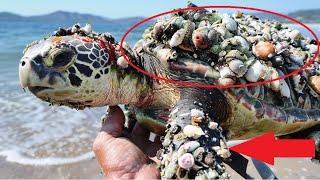 Parasites Almost Eat This Turtle Alive. Just Look Who Came To Save Her!