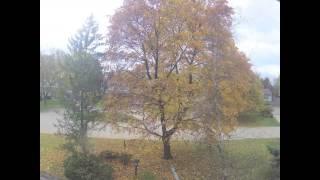 Fall fast forward - Tree loosing all its leaves - Time-lapse