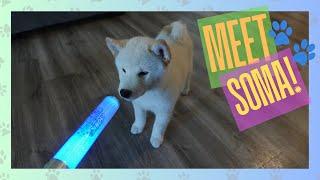 Meet Soma! We got a Shiba Inu puppy