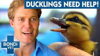 9 Starving Ducklings Hatched On Balcony   Bondi Vet To The Rescue