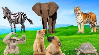 Natural Animal Moments - Elephant, Zebra, Tiger, Squirrel, Cat, Hippo, Turtle