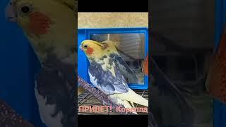 Cute Cockatiel.Fanny Cockatiel. Cockatiel male best singing parrot. Cockatiel Mating     Корелла