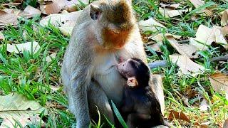 Very impolite! Mom just give birth to newborn baby monkey why mom rejected milk to newborn baby