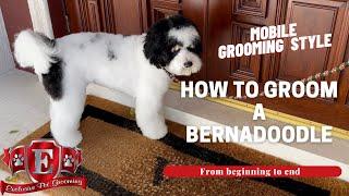 Exclusive Mobile Pet Grooming gives Franklin a Bernadoodle a Deluxe haircut.