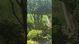 Утренний обход сада  Mein Garten 22.05.25