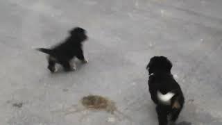 Bernedoodle Puppies For Sale