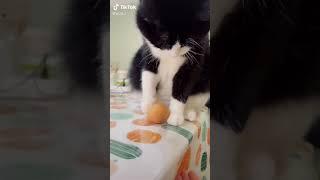 funny cats