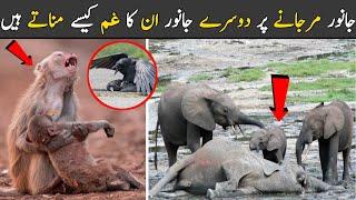 This Is How Animals Say Goodbye to the Dead | Abbas Jamil TV