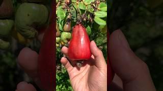 Perkembangan buah jambu mete dari bunga sampai matang #shorts