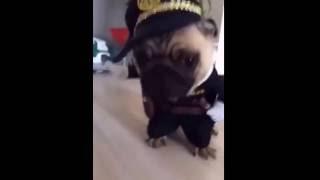 Super Cool Police Pug - Lovelymoment.info - #1 - FULL HD