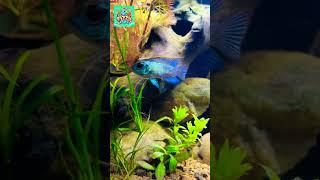 Aquatic Wonderland: Dazzling Cichlids in Lush Aquarium! #youtubeshorts #viralvideo