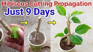 How to propagate Hibiscus Plant from cutting / hibiscus cutting propagat @TerracegardeningatHome