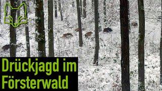 Drückjagd im Försterwald auf Sauen, Reh- und Damwild