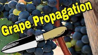 HOW TO PROPAGATE GRAPES (2020) SIMPLE AND EFFICIENT = 