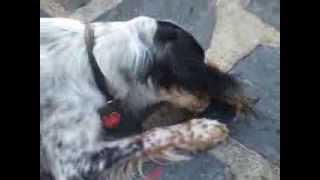 Dog picks a fight with crab and loose