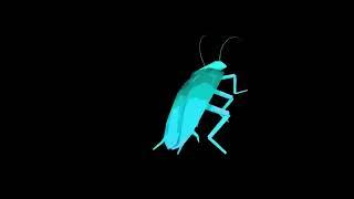 Rainbow cockroach dances to Daft Punk  Around the World 10 hours
