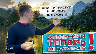 Апельсины теперь не покупаем! Зачем покупать, если они растут и никому не нужны