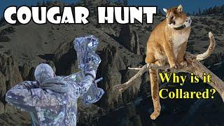 Mountain Lion BOW HUNT (Colorado 2023)