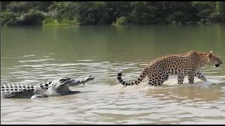 Batalha extrema| Crocodilo vs leopardo.