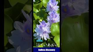 In the height of summer, water hyacinths are in full bloom. 真夏にホテイアオイが満開になります