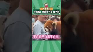 小熊猫：他们是怎么忍得住的~#小熊猫 #可爱 #娱乐评论大赏#shorts