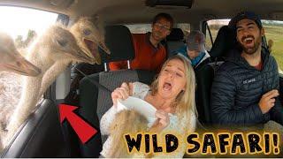 ATTACKED By GIANT OSTRICHES! They Got In Our CAR!!!