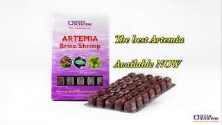 Artemia (Brine Shrimp) by Ocean Nutrition